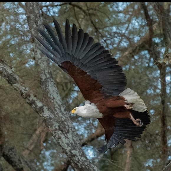 Hand, painted red tail, hawk earrings, sterling wires, metal feather charm OOAK - Picture 5 of 5